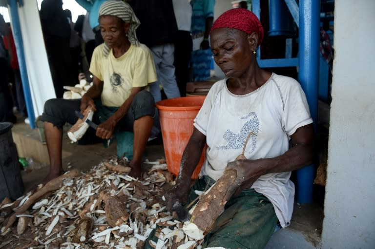 The brown streak virus is threatening cassava, one of Africa's most vital food crops