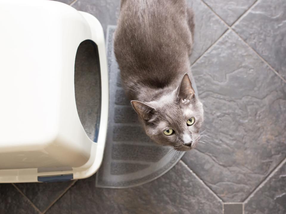 Gray cat standing next to litter box