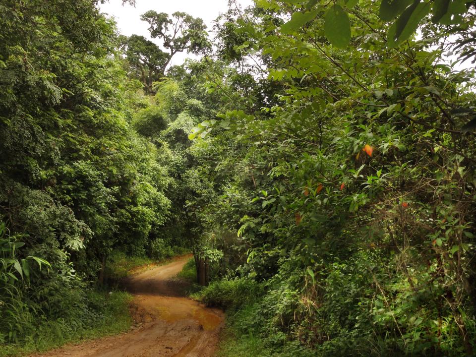 Forest in Thailand after it has been successfully restored