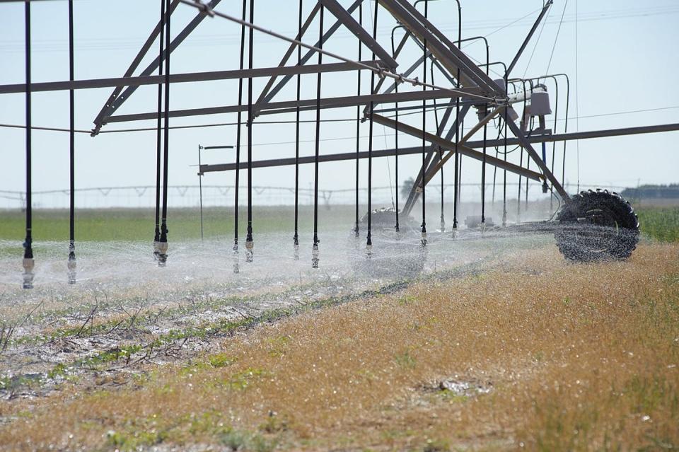 <span class="caption">A center-pivot sprinkler with precision application drop nozzles irrigates cotton in Texas.</span> <span class="attribution"><a class="link " href="https://commons.wikimedia.org/wiki/File:Center_pivot_sprinkler_with_low_energy_precision_application_drop_nozzles_irrigates_cotton_growing_in_wheat_residue_used_as_a_cover_crop._(24486394864).jpg" rel="nofollow noopener" target="_blank" data-ylk="slk:USDA NRCS/Wikipedia;elm:context_link;itc:0;sec:content-canvas">USDA NRCS/Wikipedia</a></span>