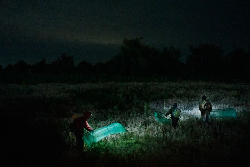 Santa Maria Zacatepec, Puebla, Mexico, August 18, 2022: Ricardo Tepale Arevalo, 20, and family members walk on a field and hunt crickets. Walking on uncertain fields in the dark and the dew moisture can be very dangerous, many hunters have been injured in the past. CREDIT: Luis Antonio Rojas / For The Times