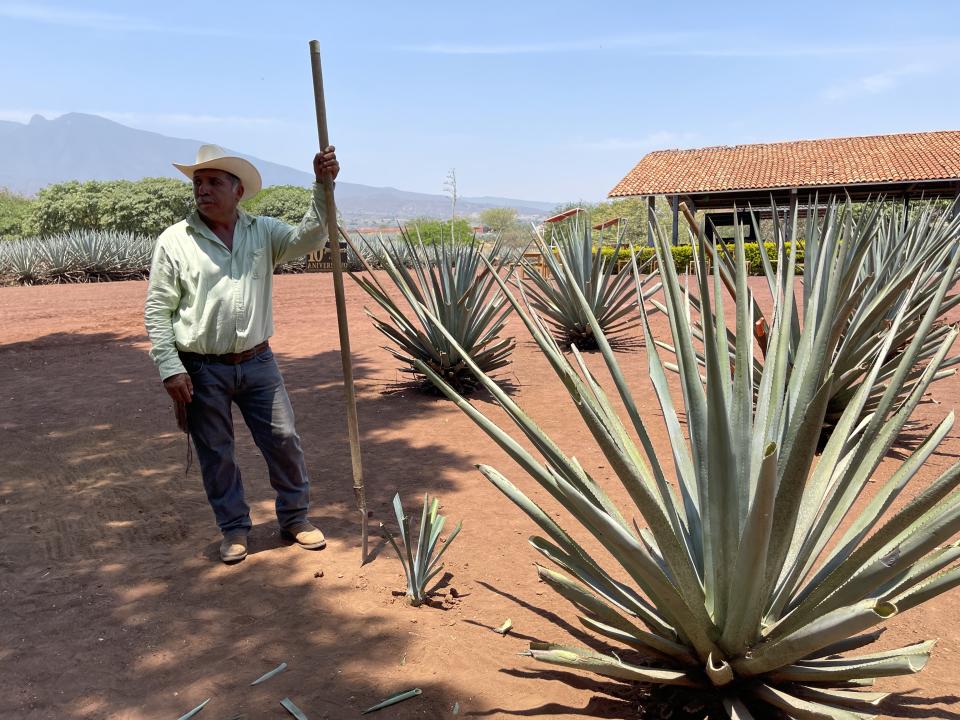 Jimadores, agricultores que cuidan las plantas de agave en tequila, dan demostraciones de cómo se cultiva la planta y se convierte en tequila.  (Foto: Josie Maeda)