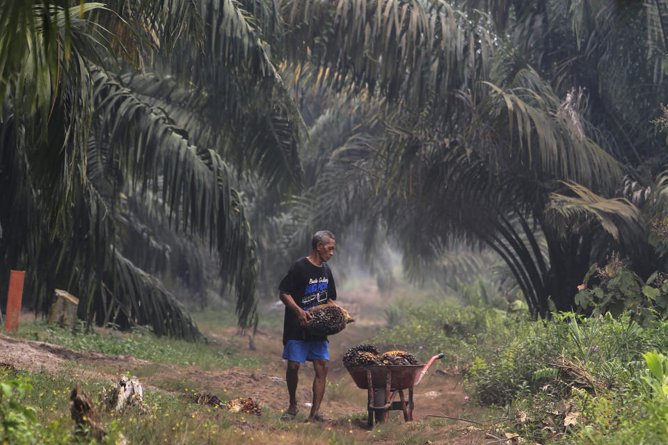 A man carry palm fruits at a palm oil plantation blanketed by haze from wildfires in Pekanbaru, Riau province, Indonesia, Saturday, Sept. 14, 2019. Nearly every year, Indonesian forest fires spread health-damaging haze across the country and into neighboring Malaysia and Singapore. The fires are often started by smallholders and plantation owners to clear land for planting.(AP Photo)