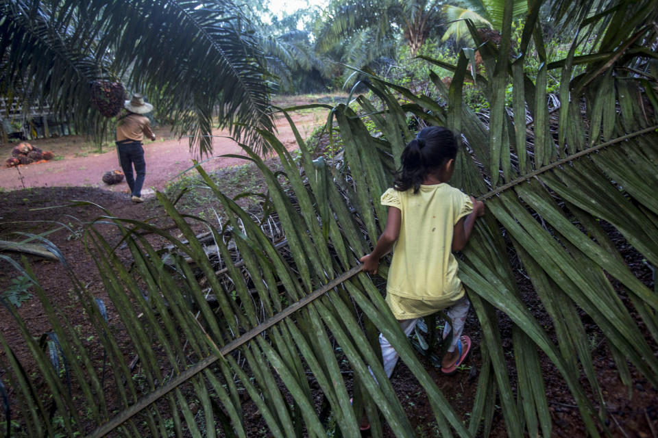 Una niña ayuda a sus padres en una plantación de aceite de palma en Sabah, Malasia, el lunes 10 de diciembre de 2018. (AP Foto/Binsar Bakkara)