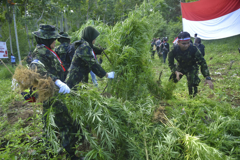 Personel of National Narcotics Agency (BNN) destroy marijuana trees during an operation in Teupin Reuseup village in Nort Aceh, Indonesia, Wednesday, Aug. 16, 2023. Indonesian authorities on Wednesday burned a marijuana plantation in the northern province of Aceh after it was discovered by drones. (AP Photo/Rahmat Mirza)