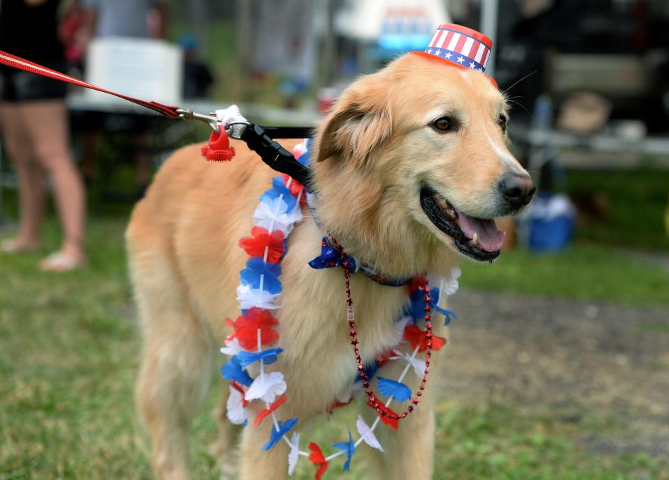 Baxter, a Great Pyrenees and golden retriever mix, was in the most patriotic dog contest Saturday at Dogs at the Dock event at the Lake Springfield Prop Club.