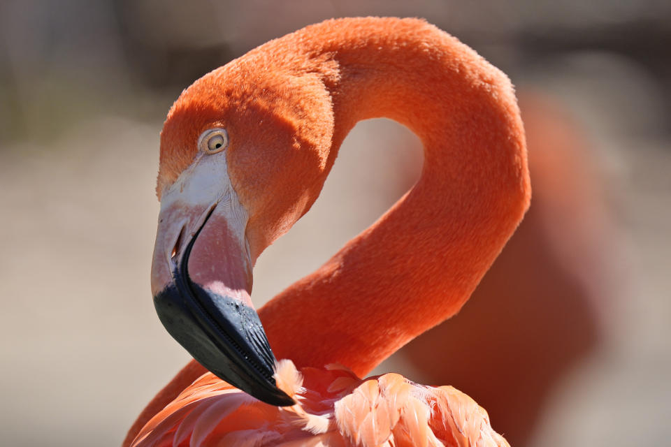 A flamingo tugs at one of its feathers at the Fort Worth Zoo in Fort Worth, Texas, Friday, Feb. 23, 2024. During the last total solar eclipse in 2017, flamingos at a South Carolina zoo huddled protectively around their juveniles. Researchers will be watching to see if the flamingos in Fort Worth show similar behavior during April's total eclipse. (AP Photo/LM Otero)