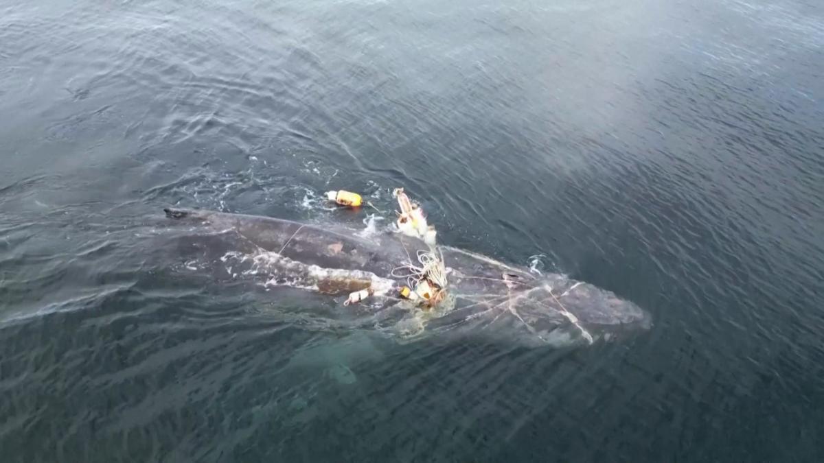 Watch fantastic second humpback whale entangled in fishing equipment is freed after 4 days