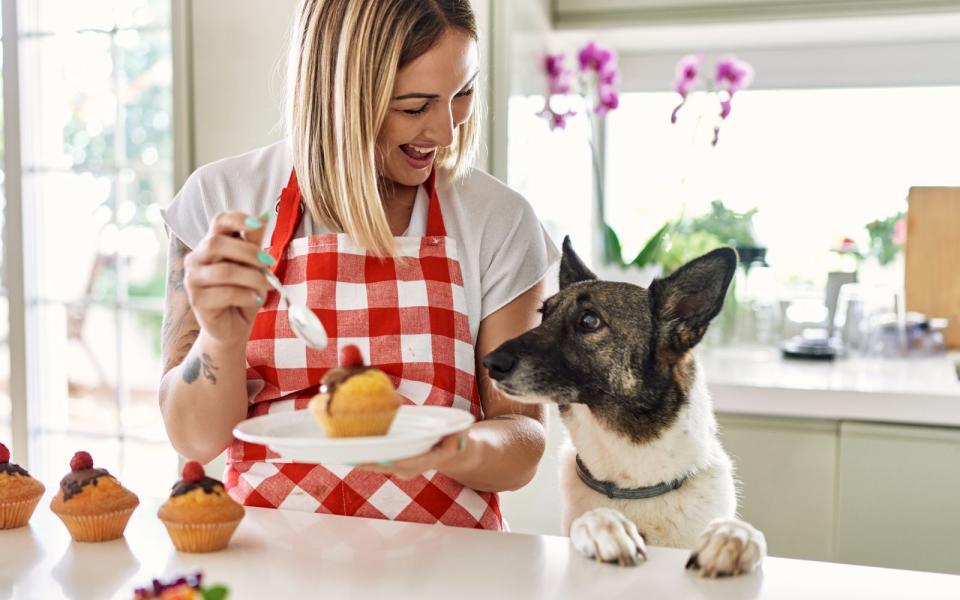 Hunde essen auch Gift