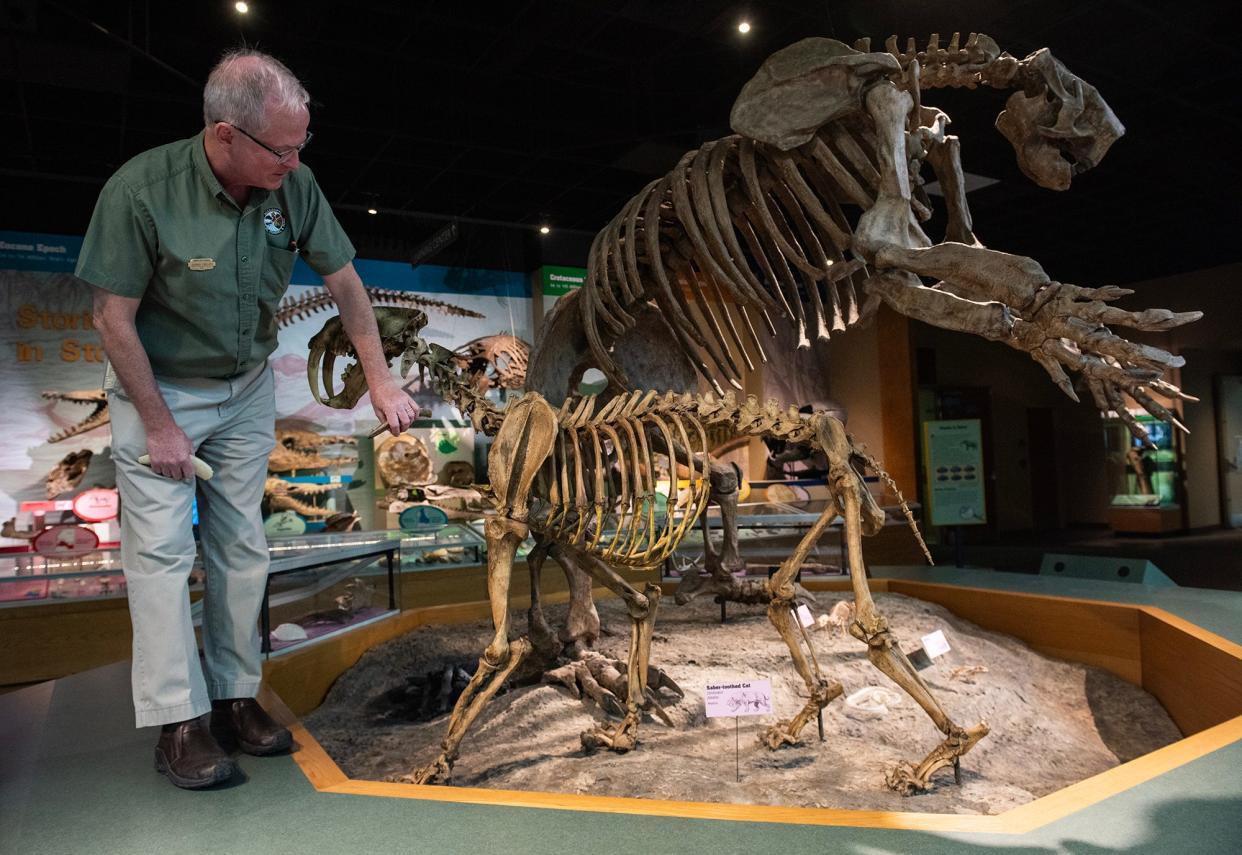 George Phillips, paleontology curator at the Mississippi Museum of Natural Science, talks about a replica of a saber-toothed cat, of which a fossilized bone was recently found in Mississippi; a rare find in the state.