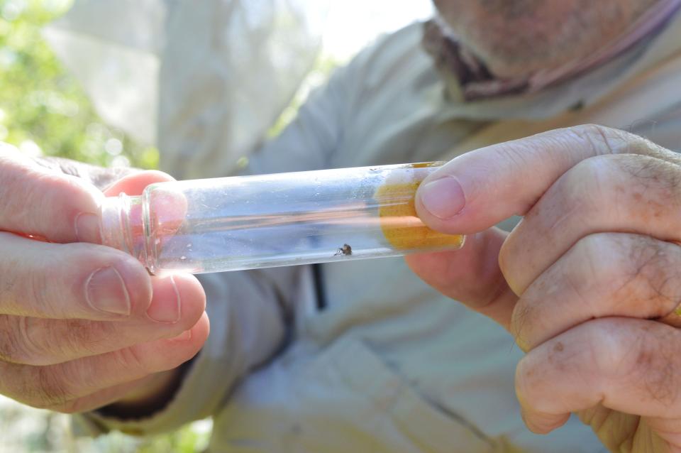 Bill Murphy shows a snail-killing fly captured in a vials by a member of the insect team during the June 4, 2022, bioblitz at Beanblossom Bottoms Nature Preserve.