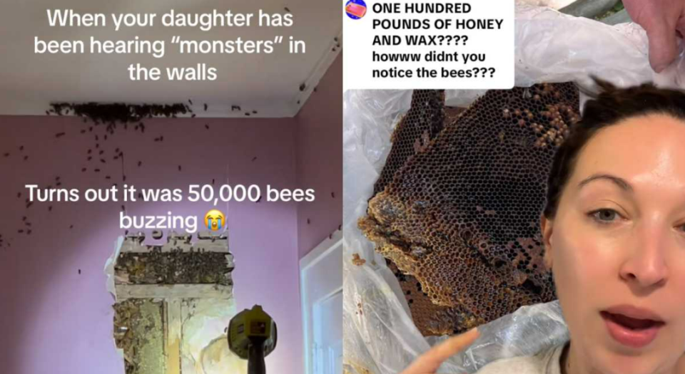 美國北卡州一戶人家在小孩房間牆壁後發現超巨大蜜蜂巢。翻攝TikTok