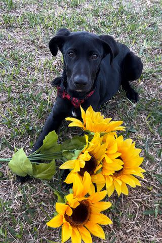 <p>Amanda McCloskey</p> Ryder the dog at home in Texas