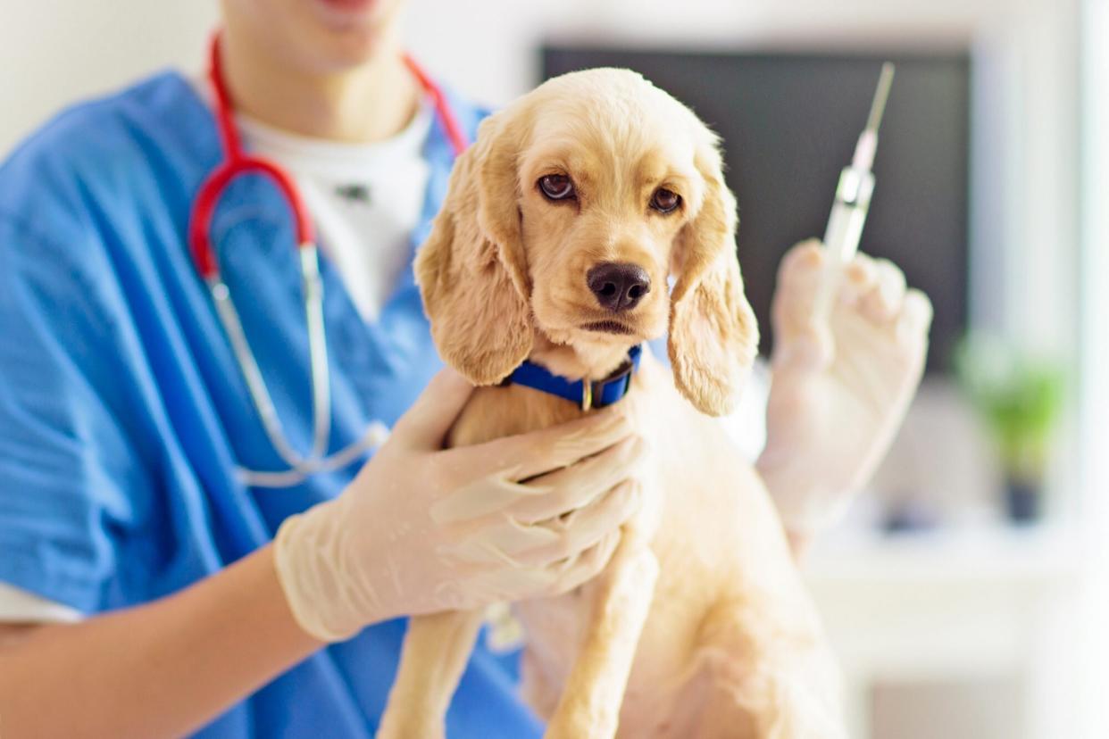 puppy getting vaccinations; dog vaccination cost