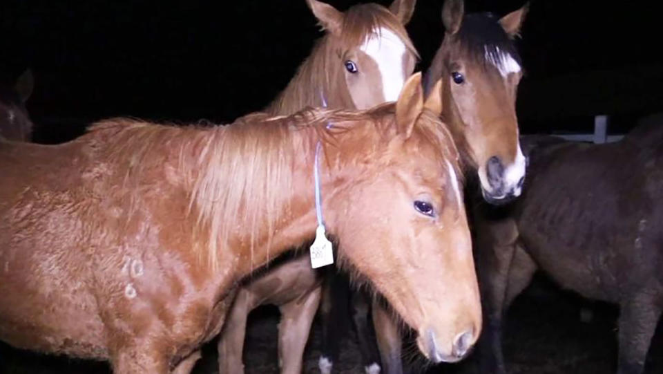 Racehorses, pictured here at a Queensland abattoir.