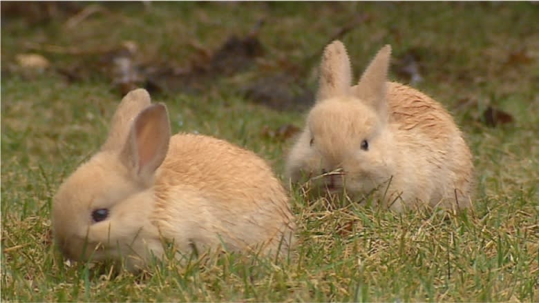 Rabbits vaccinated for deadly hemorrhaging disease amid B.C. outbreak