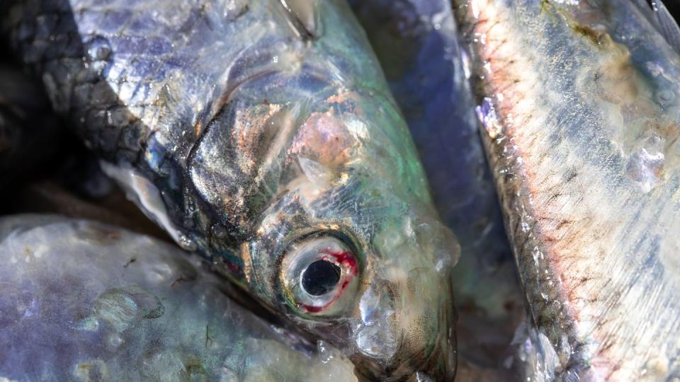 Frisch gefangene Heringe liegen in einer Fischkiste im Fischereihafen Freest in Mecklenburg-Vorpommern.