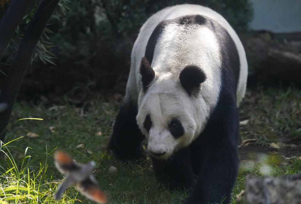 Xin Xin, el último panda gigante en Latinoamérica, camina en su recinto en el zoo de Chapultepec en Ciudad de México, el viernes 11 de noviembre de 2022. Xin Xin pasa el tiempo relajándose en una hamaca y paseando tranquilamente alrededor de su entorno en busca de bambú o de las manzanas rojas que son sus favoritas y que su cuidador a veces le esconde. (AP Foto/Fernando Llano)