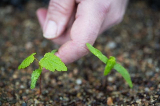 The National Trust Plant Conservation Centre - where seedlings and grafted buds and shoots taken from the ‘sycamore gap’ tree which was cut down in September 2023, are being nurtured. Seeds and buds rescued from the Sycamore Gap are 'springing into life' at a specialist conservation centre, giving hope the famous tree will live on