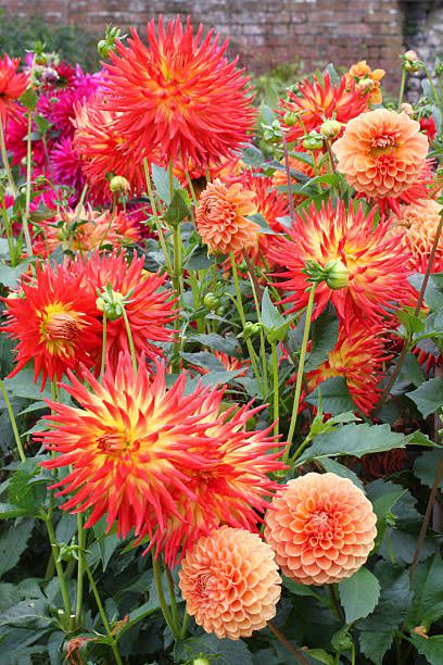 orange dahlias