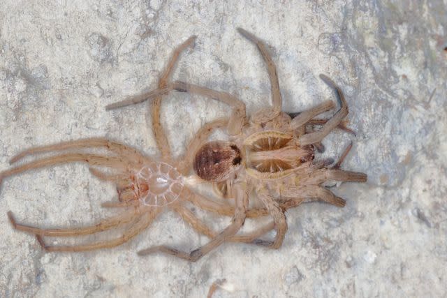 <p>Getty</p> Spider shedding its exoskeleton.