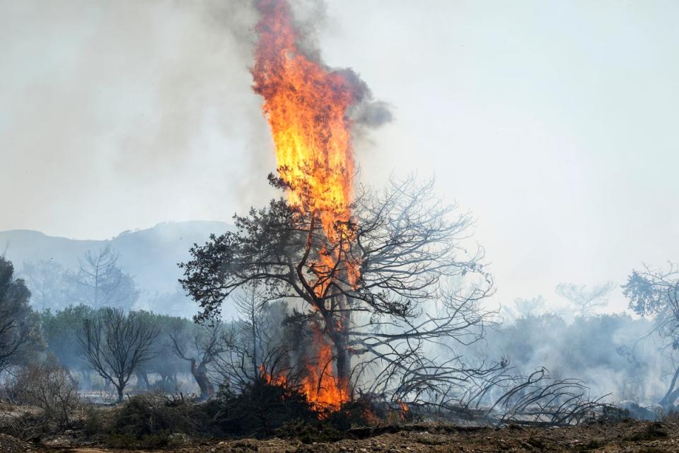 Flames have wreaked havoc for wildlife in Rhodes (AP)