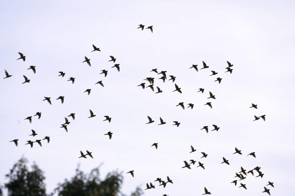 A silhouette of birds flying through the sky.