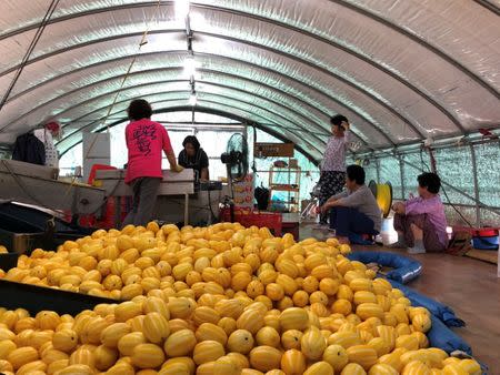 Women work at a Chamoe farm in Seongju, South Korea, July 4, 2018. REUTERS/Kim Jeong-min