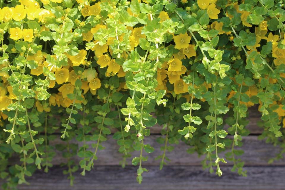 how to grow creeping jenny