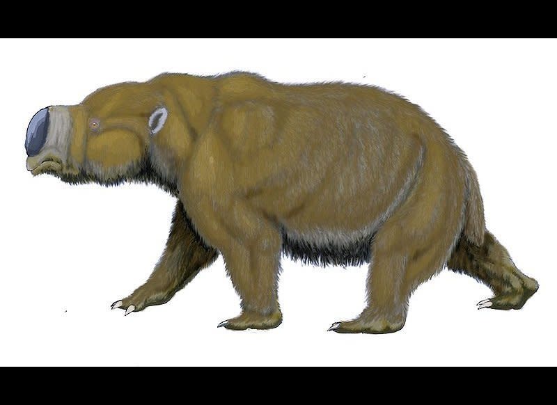 These creatures, the largest marsupials that ever lived, roamed Australia. Some scientists have suggested that stories of the supernatural 'bunyip' creature in Aboriginal folklore could be based on diprotodonts.