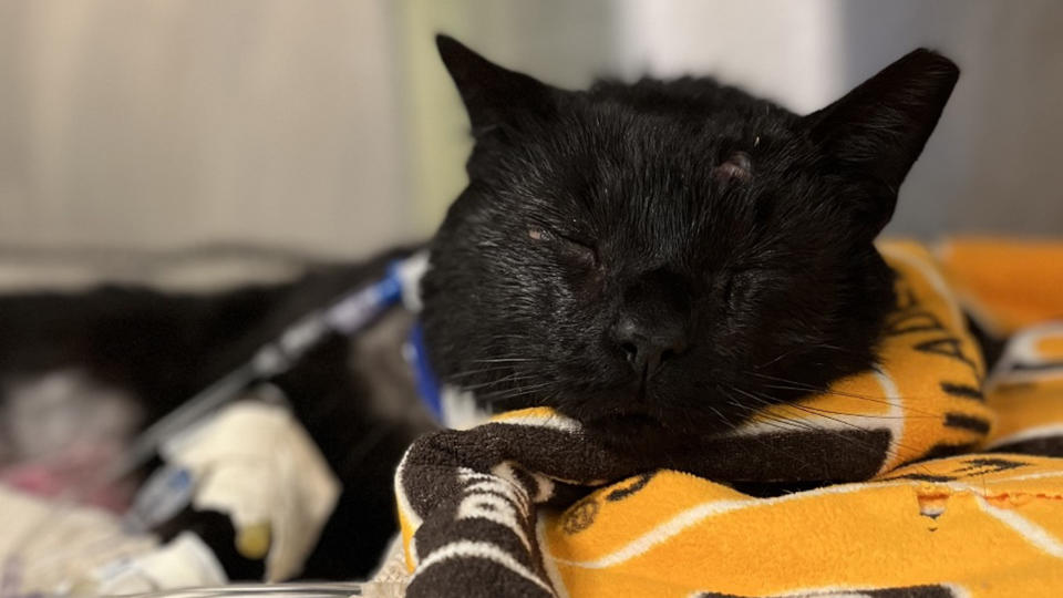 A teen and a child are being charged with brutally attacking a cat named 