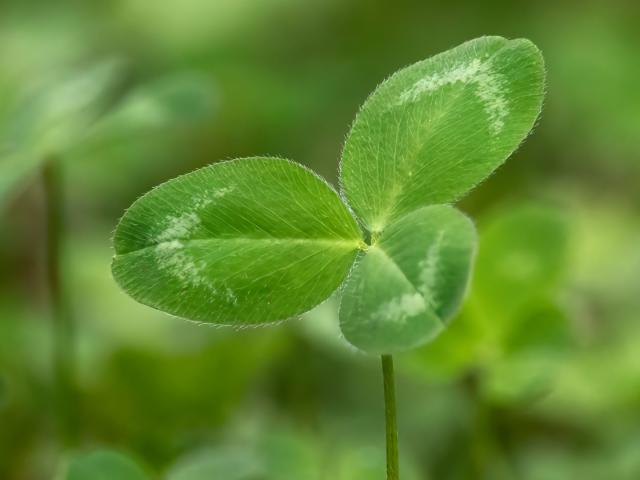 Four Leaf Clover Folklore Meaning St Patrick Day 2018