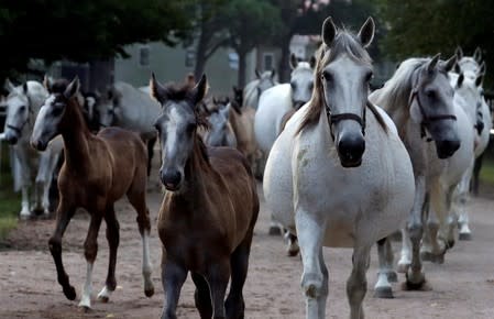 Horses from The National Stud Kladruby nad Labem walk through a farm in the town of Kladruby nad Labem