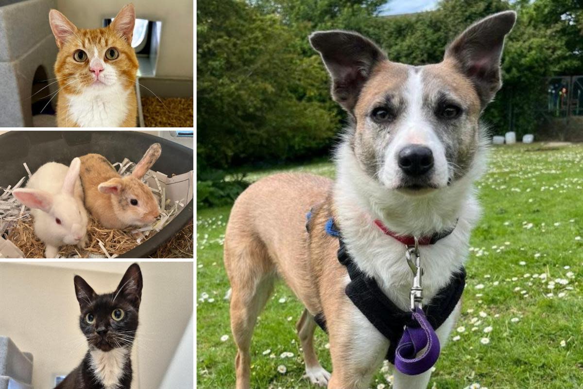 Could you help give any of these Sussex pets a home? <i>(Image: RSPCA)</i>