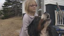 'He's back to Mac now': Dog's new wheelchair gives family hope paralyzed pet could walk again