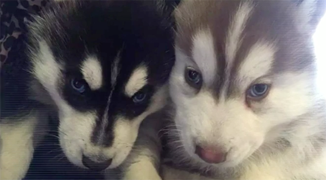 The two Siberian pup sisters were separated by theft. Source: 7 News