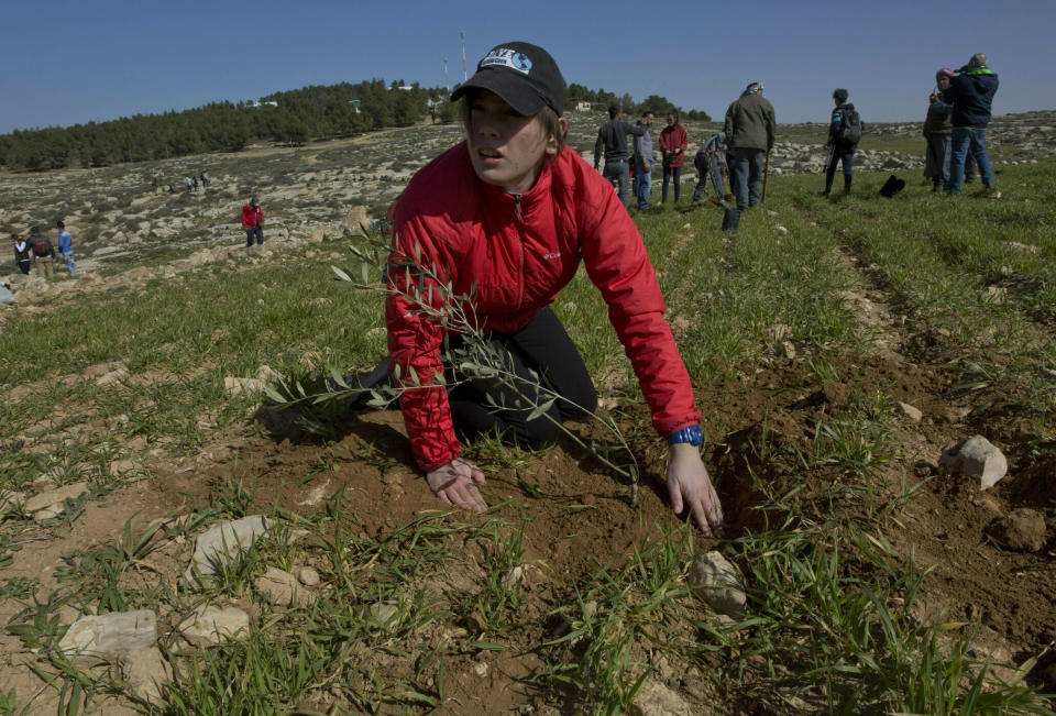 En esta foto del 25 de enero de 2019, jóvenes estudiantes estadounidenses del rabinato plantan olivos cerca de la aldea palestina de At-Tuwani, Cisjordania. (AP Foto/Nasser Nasser)