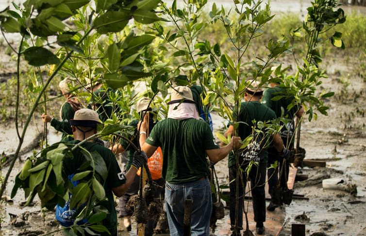 Volunteers carrying mangrove tree saplings in Malaysia.