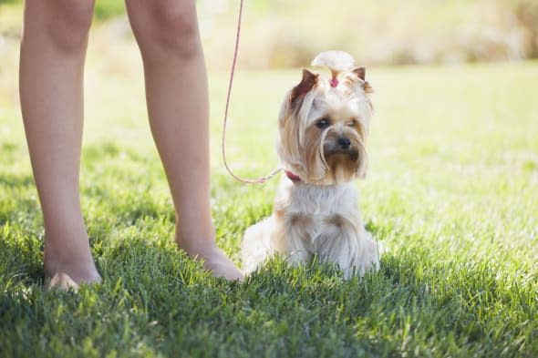 Girl and her little Yorkshire Terrier Dog getting ready to go for a walk. See more of from this Yorkie model: