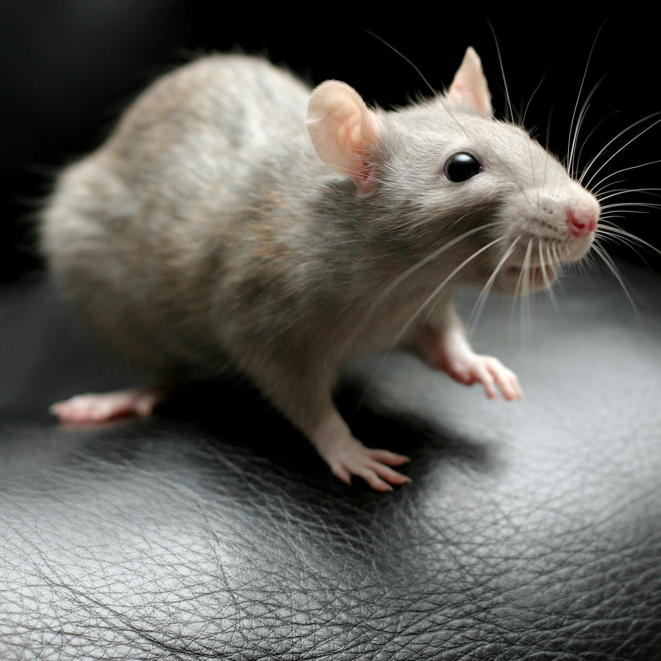Fancy rat on edge of black leather chair, one paw raised in air.