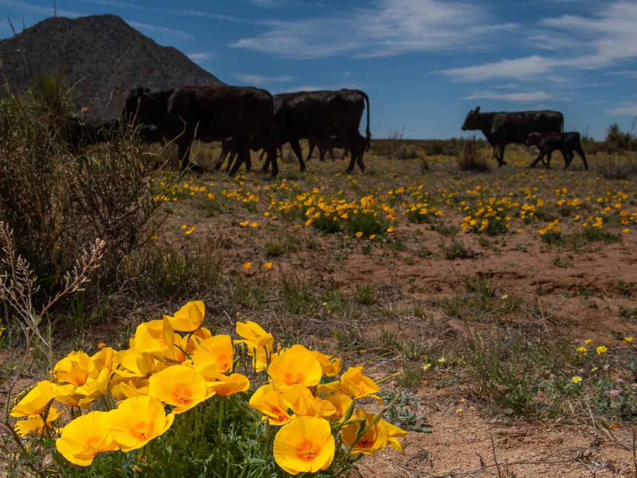 Cattle at New Mexico State University’s Chihuahuan Desert Rangeland Research Center. An NSF grant titled "Artificial Intelligence for Arid Land Agriculture” will team NMSU agriculture faculty with computer science faculty to train future researchers coupling the field of artificial intelligence and agriculture.