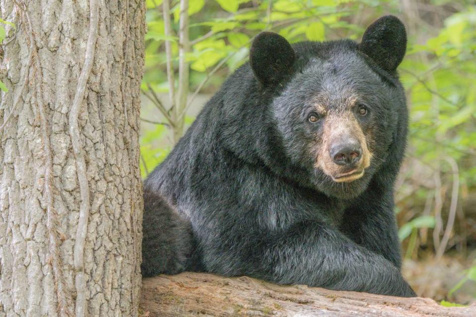 Nature photographer Bill Lea took this photo of a black bear in the mountains near Asheville, N.C.