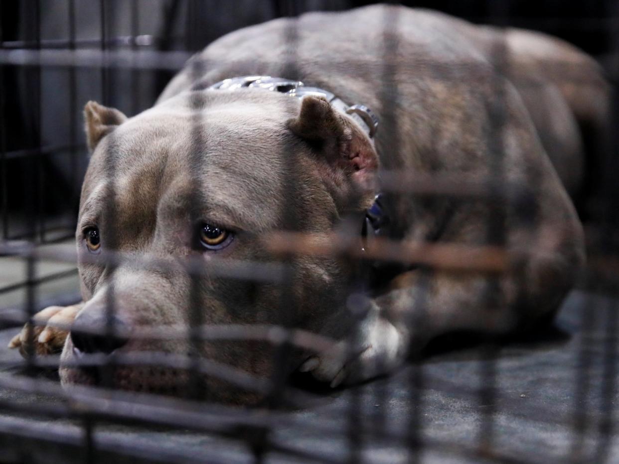 The department of veterans affairs is resisting attempts to shut down its testing on dogs: Reuters