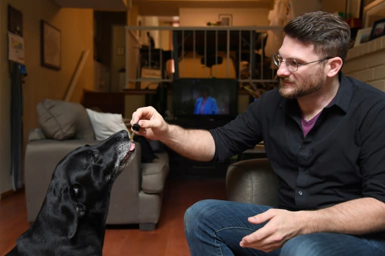 Brett Hartman gives his dogs Cayley, a six-year-old-Labrador Retriever drops of a cannabis based medicinal tincture to treat hip pain and anxiety