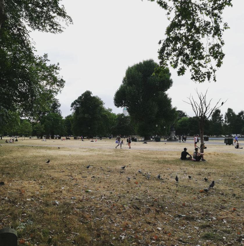 The grass at Clapham Common has been affected by the heatwave (Chloe Teevan)