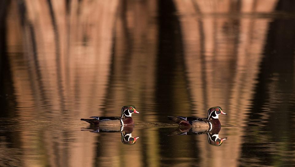 A pair of wood ducks are seen on one of the ponds at Six Mile Cypress Slough on Wednesday, April 14, 2021 morning. 