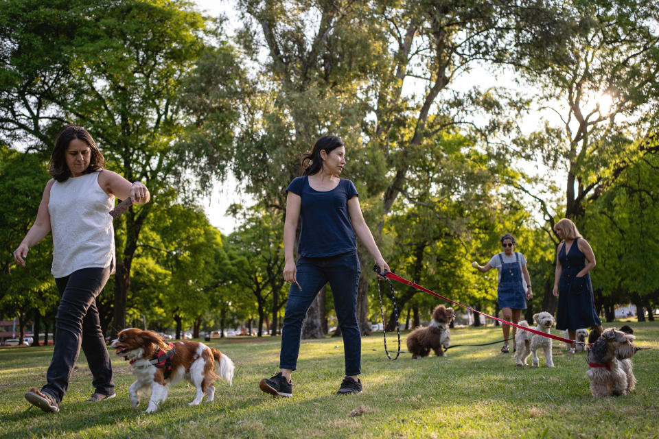 Several people walk with their dogs in a park and enjoy nature on a sunny day