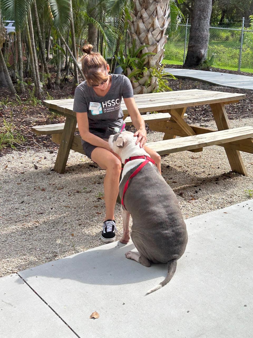 Humane Society of Sarasota County volunteer Erin Clinton takes a moment to provide encouragement to Bowser, a dog who came to the humane society as a stray in June. The Humane Society of Sarasota County is a no-kill shelter, and the Sarasota city commissioners are considering a proposal to ban animal shelters that don't operate as no-kill facilities.