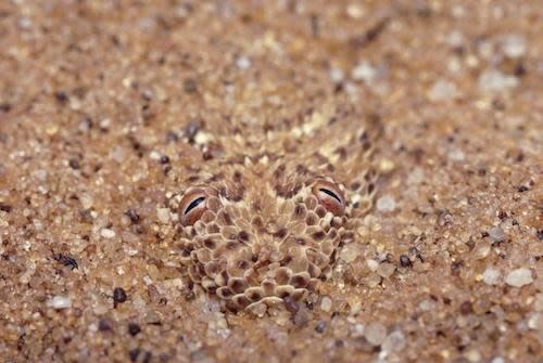 Víbora Peringuey: Esta escurridiza serpiente, que habita en Namibia y el sur de Angola, se entierra en la arena y solo deja sus ojos fuera para emboscar a las lagartijas y salamanquesas. (Texto:Russell McLendon, Mother Nature Network/Foto: ZUMA Press)