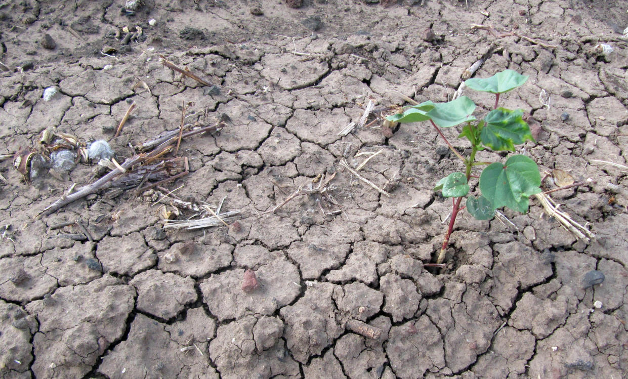 El Nino FILE - In this July 22, 2011 file photo, a lone cotton plant has sprouted through a piece of parched, cracked earth in a West Texas field near Lubbock, Texas, that was not irrigated. A full-blown El Nino has yet to arrive, but moisture coming in from the Pacific could result in a wetter-than-normal winter and spring for drought-stricken Texas. Forecasters initially expected the rain-producing weather pattern to materialize earlier this year. (AP Photo/Betsy Blaney, File)